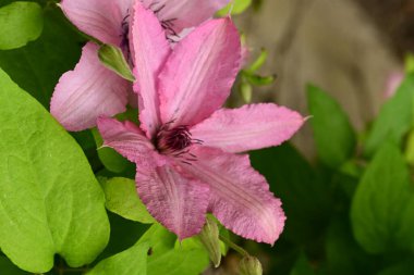 bahçede büyüyen güzel pembe çiçekler