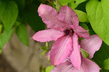 bahçede büyüyen güzel pembe çiçekler