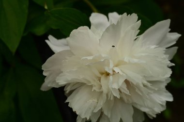 Bahçede büyüyen beyaz çiçekler