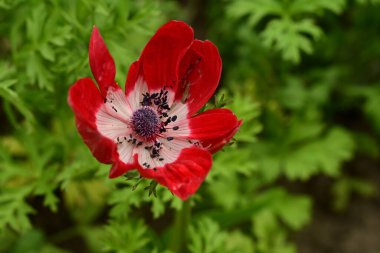 Bahçede kırmızı haşhaş çiçeği 