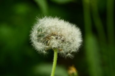 Tarladaki güzel karahindiba çiçeğinin yakın görüntüsü 