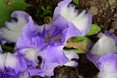 Bahçedeki güzel iris çiçeği