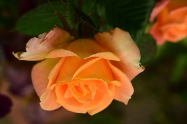 Bahçede muhteşem bir gül