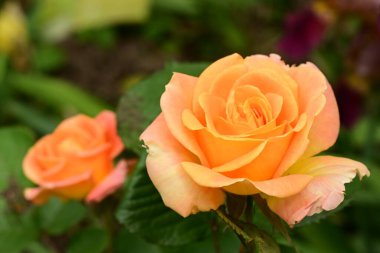 Bahçede muhteşem bir gül