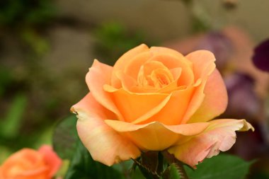 Bahçede muhteşem bir gül