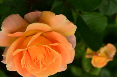 Bahçede muhteşem bir gül