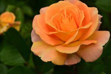 Bahçede muhteşem bir gül