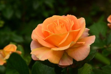 Bahçede muhteşem bir gül