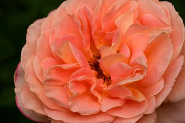 Bahçede muhteşem bir gül