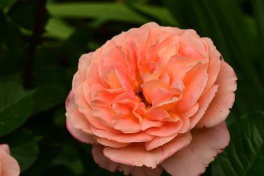 Bahçede muhteşem bir gül