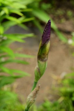 Bahçede büyüyen güzel çiçek tomurcuğu 