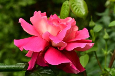 Bahçede muhteşem bir gül