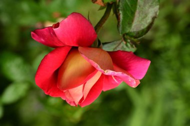 Bahçede muhteşem bir gül