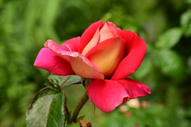 Bahçede muhteşem bir gül