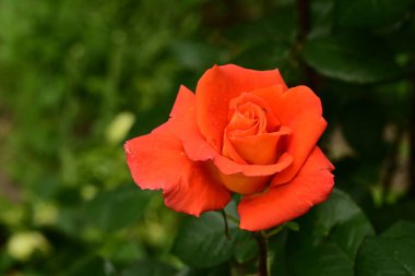 Bahçede muhteşem bir gül