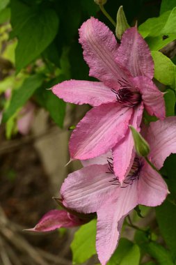 bahçede büyüyen güzel pembe çiçekler