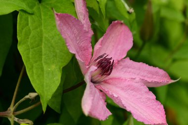 bahçede büyüyen güzel pembe çiçekler