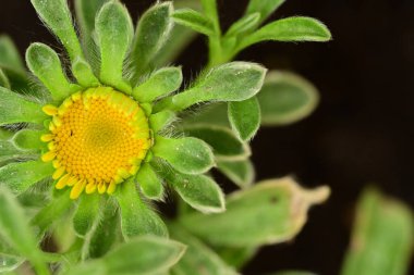 Bahçede büyüyen güzel çiçek tomurcuğu 