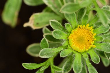 Bahçede büyüyen güzel çiçek tomurcuğu 