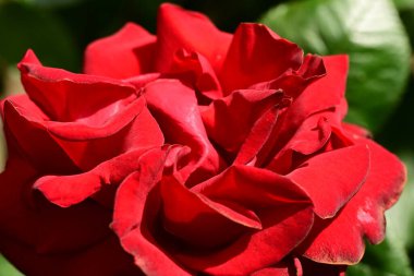 Bahçede muhteşem bir gül