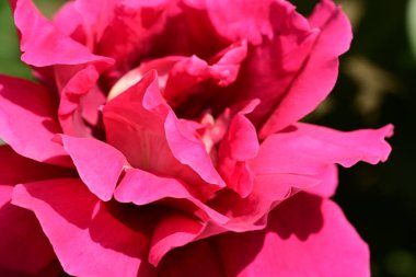 Bahçede muhteşem bir gül