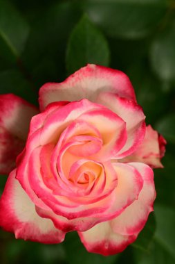 Bahçede muhteşem bir gül