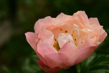 a closeup shot of pink peony in the garden