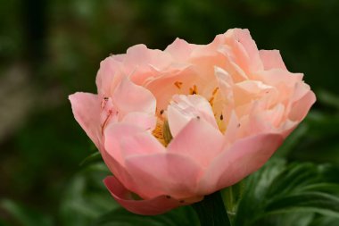 a closeup shot of pink peony in the garden