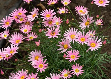 bahçede büyüyen güzel pembe çiçekler