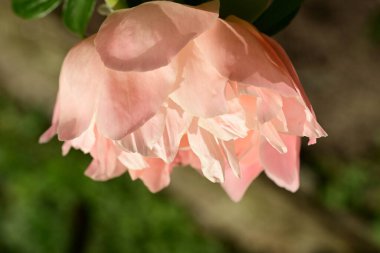 a closeup shot of pink peony in the garden