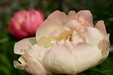 a closeup shot of pink peony in the garden
