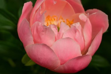 a closeup shot of pink peony in the garden