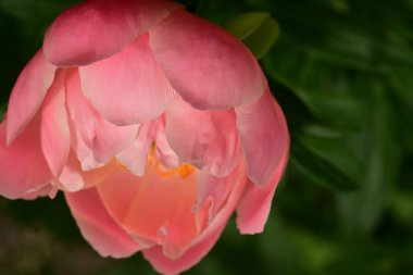 a closeup shot of pink peony in the garden