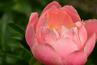 a closeup shot of pink peony in the garden