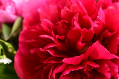 Bahçedeki şakayık çiçeği