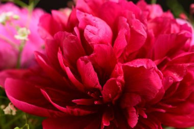 Bahçedeki şakayık çiçeği