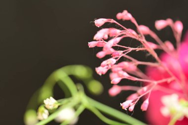 bahçede büyüyen güzel pembe çiçekler