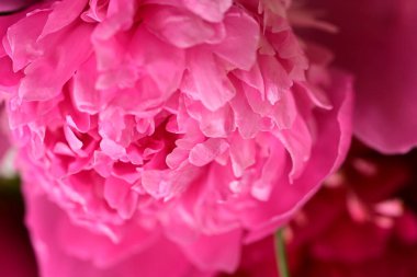 Bahçedeki şakayık çiçeği