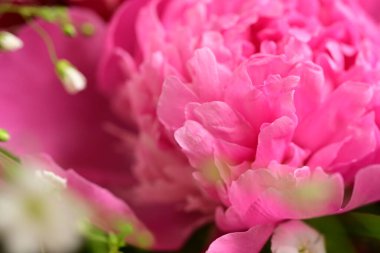 Bahçedeki şakayık çiçeği