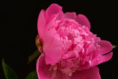 Siyah arkaplanı olan pembe şakayık çiçeğinin yakın plan fotoğrafı. 