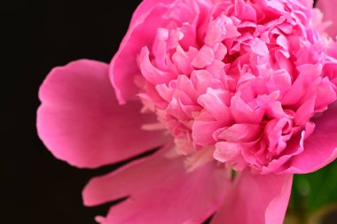 Siyah arkaplanı olan pembe şakayık çiçeğinin yakın plan fotoğrafı. 