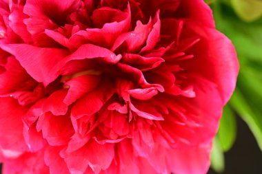 Siyah arkaplanı olan pembe şakayık çiçeğinin yakın plan fotoğrafı. 