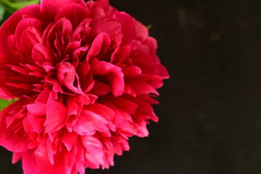 Siyah arkaplanı olan pembe şakayık çiçeğinin yakın plan fotoğrafı. 