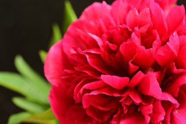 Siyah arkaplanı olan pembe şakayık çiçeğinin yakın plan fotoğrafı. 