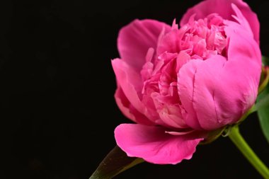 Siyah arkaplanı olan pembe şakayık çiçeğinin yakın plan fotoğrafı. 