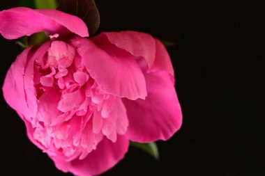 Siyah arkaplanı olan pembe şakayık çiçeğinin yakın plan fotoğrafı. 