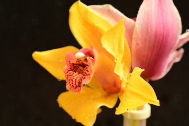 orchid flower on dark background