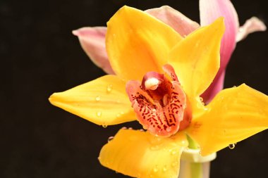 orchid flower on dark background