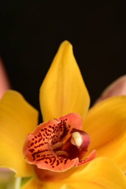 orchid flower on dark background