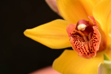orchid flower on dark background
